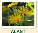 Schon seit der Antike wird Alant als Heil- und Gewürzpflanze verwendet. Aufgrund ihrer schleimlösenden Wirkung sind die Wirkstoffe der Wurzel auch Bestandteil in so manchem Hustensaft.