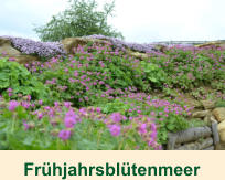 Frhjahrsbltenmeer